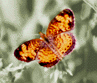 Flutterby; Actual size=240 pixels wide